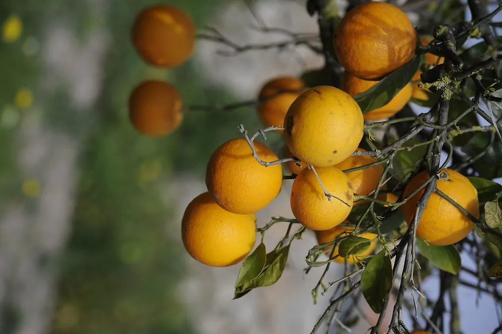 ファームステイ アルタ Finca Sestelricaヴィラ スペイン